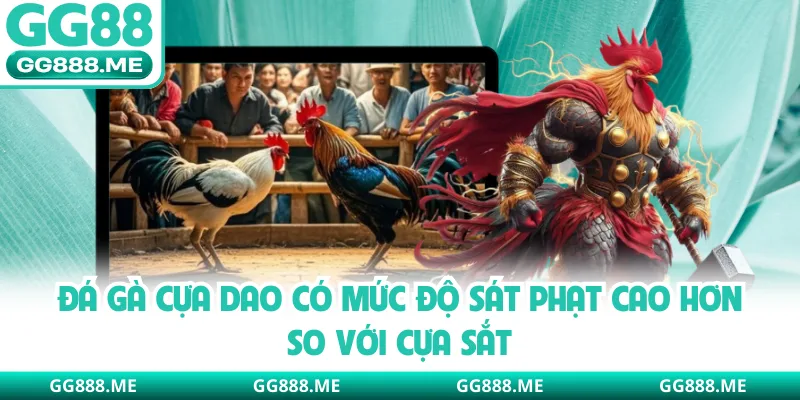 Đá gà cựa dao có mức độ sát phạt cao hơn so với cựa sắt